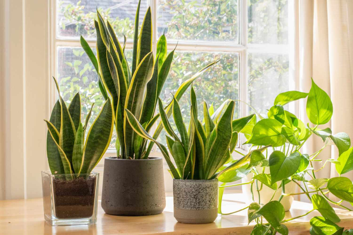 eight-houseplants-that-thrive-in-low-light-8-0922-2000-39845777816b4f1f8a49b6ef758ef35e-1773538557822211124851-1773645983903-17736459846761427441202.jpg