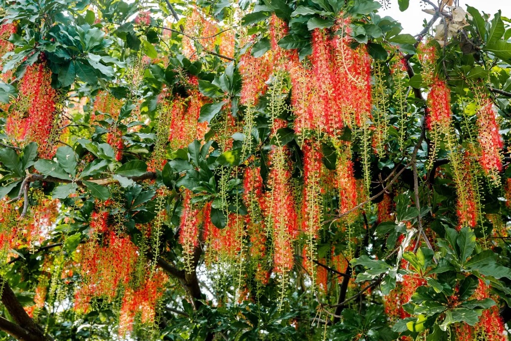 5 lo&agrave;i c&acirc;y sống l&acirc;u hơn cả người, c&agrave;ng gi&agrave; c&agrave;ng lộ ra sự qu&yacute; gi&aacute;, bảo vệ gia đ&igrave;nh, giữ lộc 3 đời con ch&aacute;u- Ảnh 3.