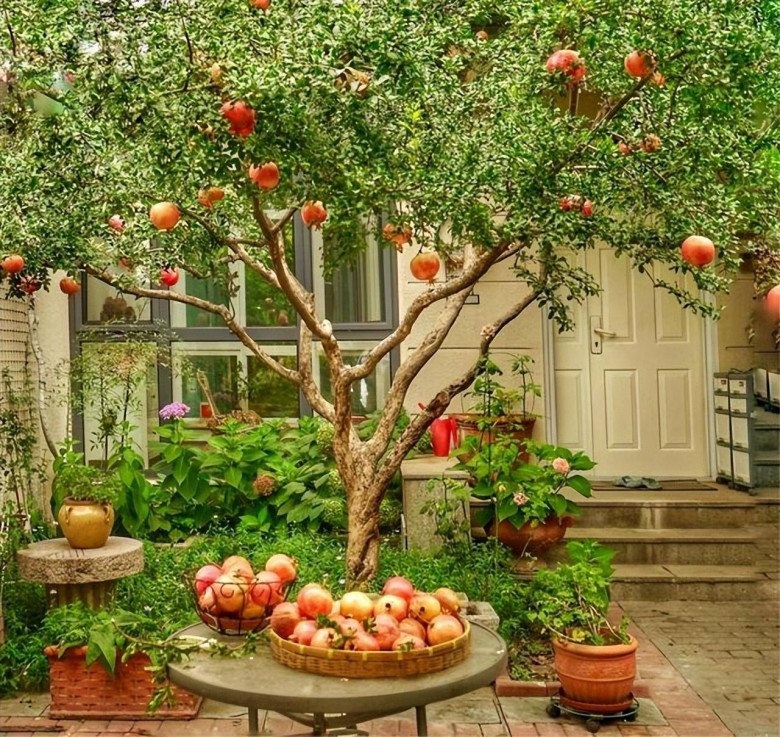 5 lo&agrave;i c&acirc;y sống l&acirc;u hơn cả người, c&agrave;ng gi&agrave; c&agrave;ng lộ ra sự qu&yacute; gi&aacute;, bảo vệ gia đ&igrave;nh, giữ lộc 3 đời con ch&aacute;u- Ảnh 7.