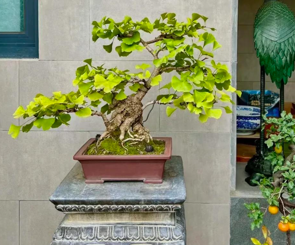 5 lo&agrave;i c&acirc;y sống l&acirc;u hơn cả người, c&agrave;ng gi&agrave; c&agrave;ng lộ ra sự qu&yacute; gi&aacute;, bảo vệ gia đ&igrave;nh, giữ lộc 3 đời con ch&aacute;u- Ảnh 4.