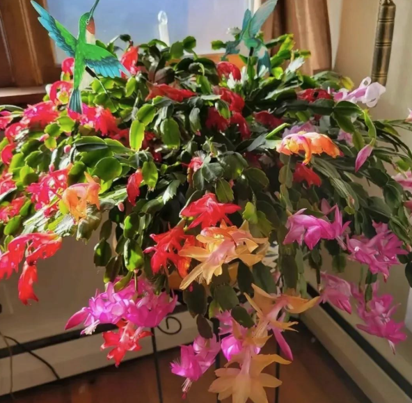 5 lo&agrave;i c&acirc;y sống l&acirc;u hơn cả người, c&agrave;ng gi&agrave; c&agrave;ng lộ ra sự qu&yacute; gi&aacute;, bảo vệ gia đ&igrave;nh, giữ lộc 3 đời con ch&aacute;u- Ảnh 1.