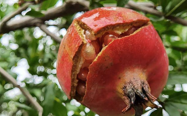 5 lo&agrave;i c&acirc;y sống l&acirc;u hơn cả người, c&agrave;ng gi&agrave; c&agrave;ng lộ ra sự qu&yacute; gi&aacute;, bảo vệ gia đ&igrave;nh, giữ lộc 3 đời con ch&aacute;u- Ảnh 6.