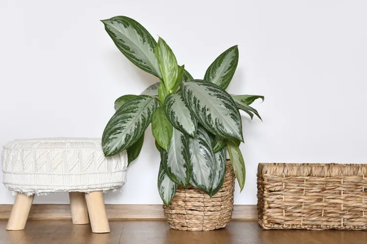 popular-houseplants-2026-aglaonema-silver-bay-gettyimages-2163088474-d3eea7f5cac04de48f997e905c8ab1c3-17721721205871068857567-1772411586468-17724115866241210219397.jpg