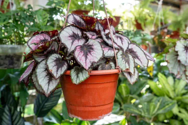 popular-houseplants-2026-begonia-rex-gettyimages-1984795821-4886f7a7a2e644ee8fa96484d5787e88-1772171965516641872456-1772411584908-17724115850791930115251.jpg