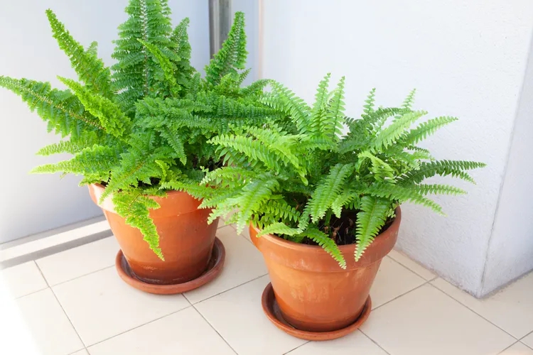 popular-houseplants-2026-boston-fern-gettyimages-2225116097-d904fe6a48064d0b9f2862ab34b2ae66-17721721206781086731466-1772411585622-17724115857741975853180.jpg