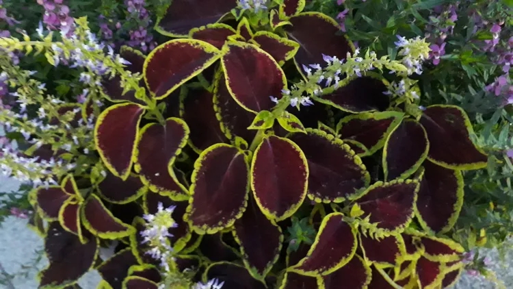 popular-houseplants-2026-coleus-mint-chocolate-gettyimages-1051546132-2a0cc7892f78423d8cbdb6a510a22639-177217212039314871576-1772411588016-177241158819837901999.jpg