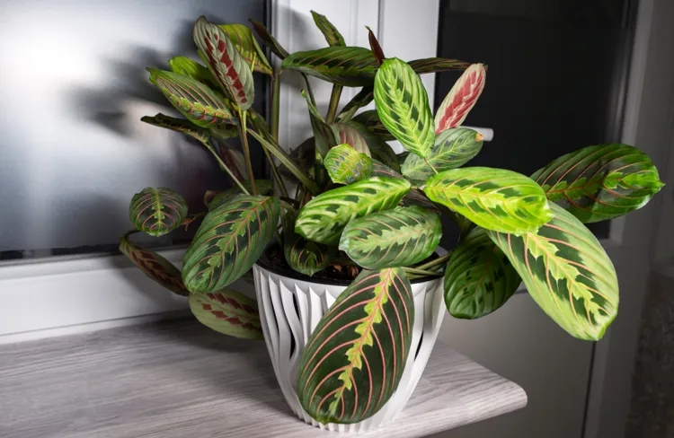 popular-houseplants-2026-prayer-plant-gettyimages-2199146427-2a6d837bfa124cdd84b73b74b6c53a13-17721721205641836974308-1772411587241-17724115875451700091669.jpg