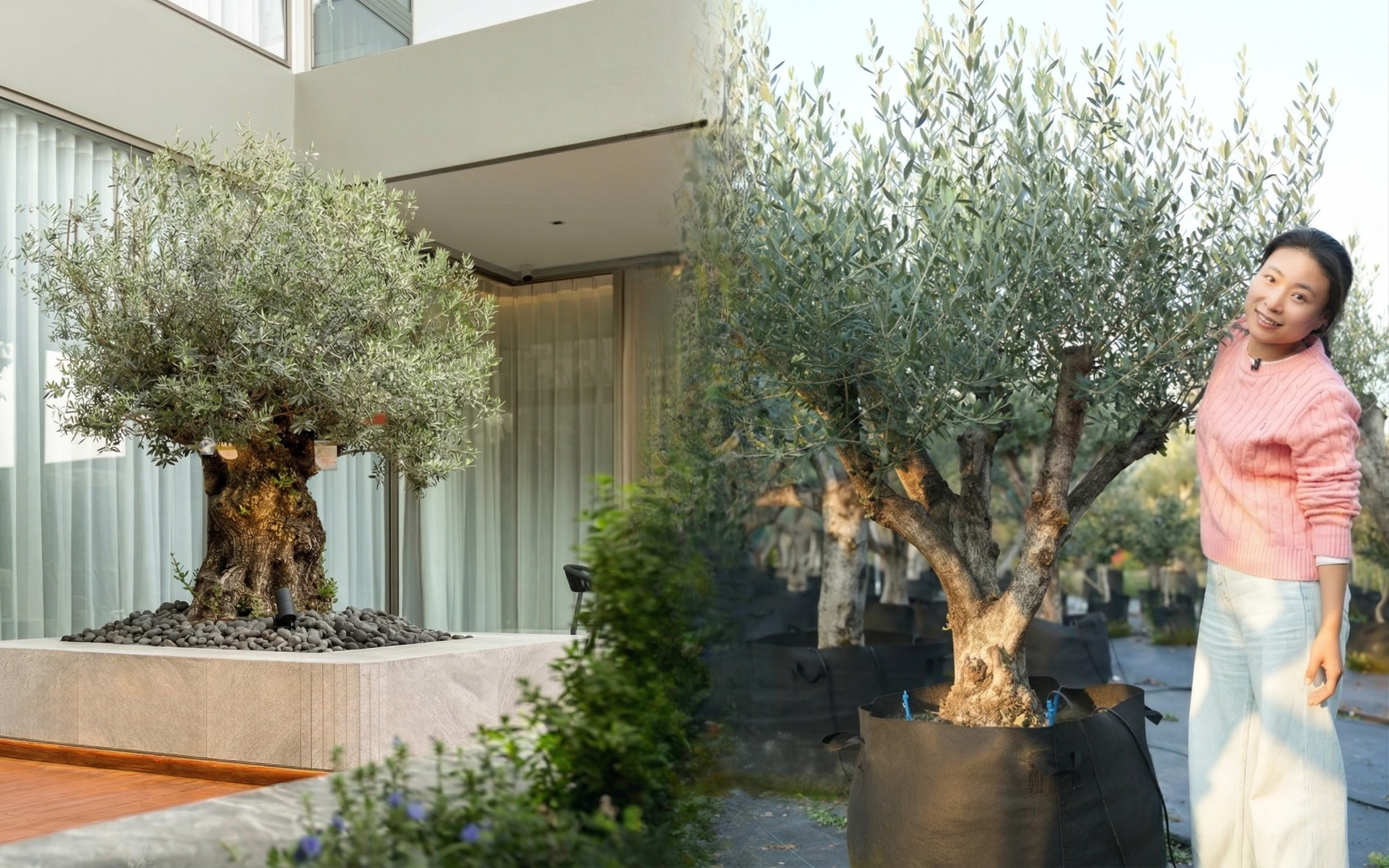 Giới nhà giàu đang mê mệt loại cây này: Không chỉ đẹp rụng rời mà còn hút lộc, giá nhỉnh... sương sương vài tỷ đồng! - Ảnh 1.