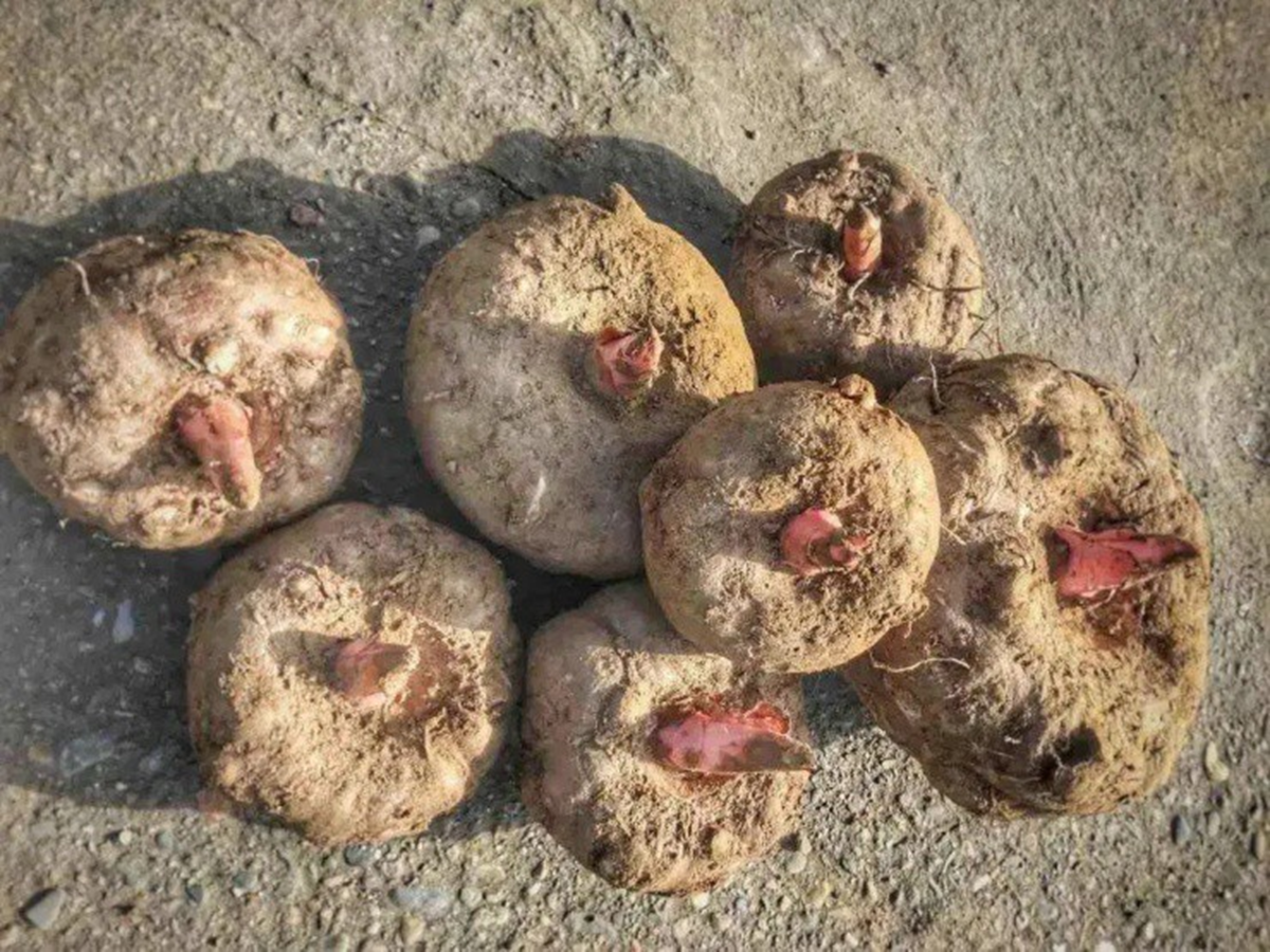 Loại củ dại &ldquo;độc to&agrave;n th&acirc;n&rdquo;, người Việt kh&ocirc;ng ai ng&oacute; trời T&acirc;y b&aacute;n 