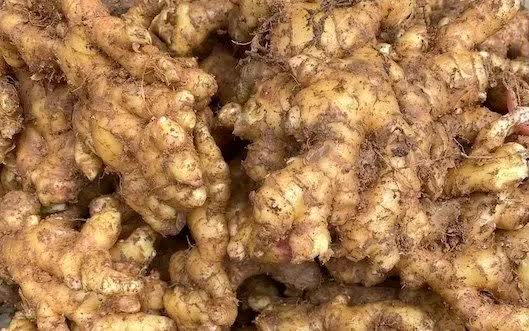 T&aacute;c dụng của gừng trong chăm s&oacute;c v&agrave; nu&ocirc;i dưỡng m&aacute;i t&oacute;c - Ảnh 1.