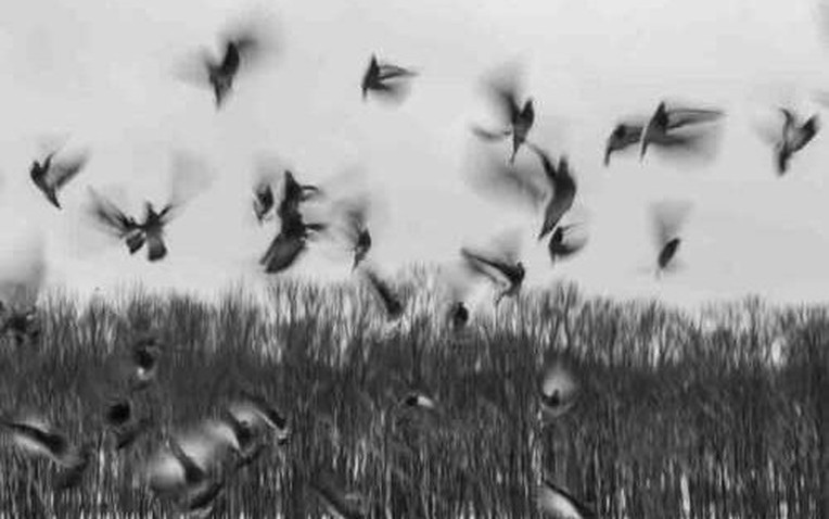 Hiện tượng chim tự s&aacute;t ở Jatinga: B&iacute; ẩn kỳ qu&aacute;i của ng&ocirc;i l&agrave;ng bị nguyền rủa - Ảnh 1.