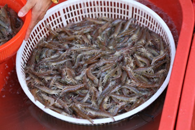 Khi mua tôm, hãy cố gắng tránh bốn loại này để không mua phải "tôm đã qua xử lý hormone" - Ảnh 1.