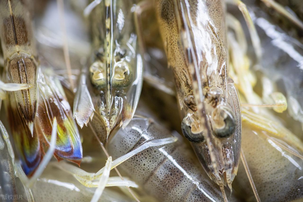 Khi mua tôm, hãy cố gắng tránh bốn loại này để không mua phải "tôm đã qua xử lý hormone" - Ảnh 3.