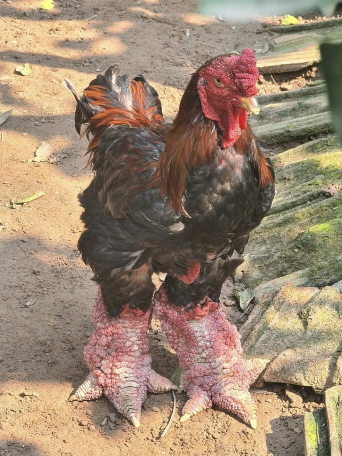 Giống g&agrave; tiến vua Hưng Y&ecirc;n gi&aacute; 50 triệu đồng khiến giới nh&agrave; gi&agrave;u xếp h&agrave;ng chờ mua - Ảnh 1.