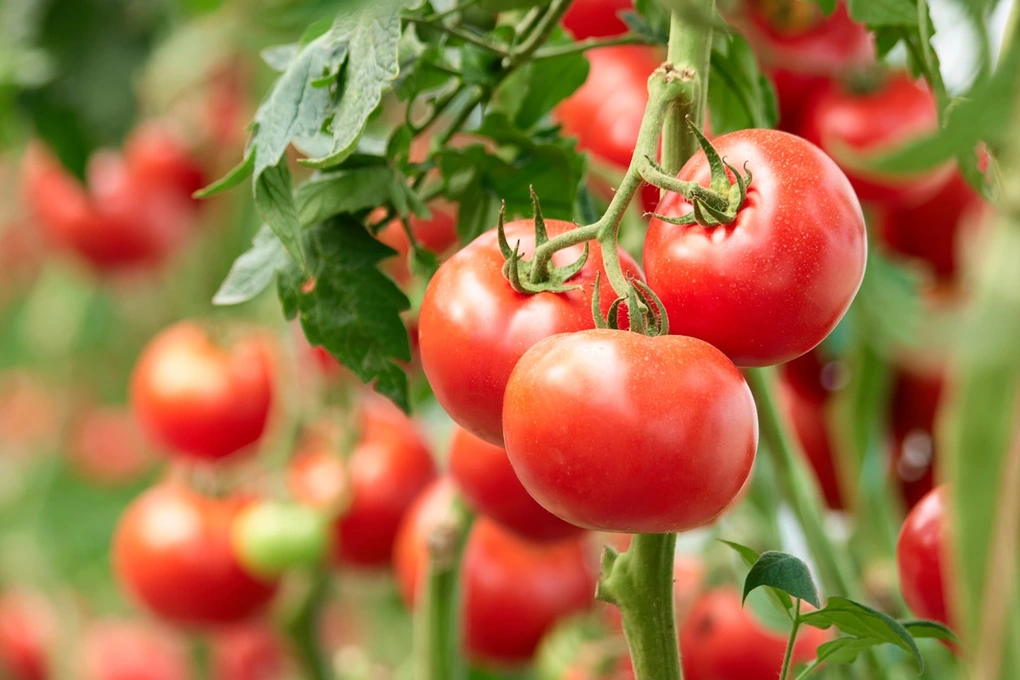 C&agrave; chua c&oacute; thật sự l&agrave; &ldquo;thủ phạm&rdquo; l&agrave;m tăng creatinine? Muốn thận khỏe, h&atilde;y bổ sung ngay 5 thực phẩm n&agrave;y - Ảnh 1.