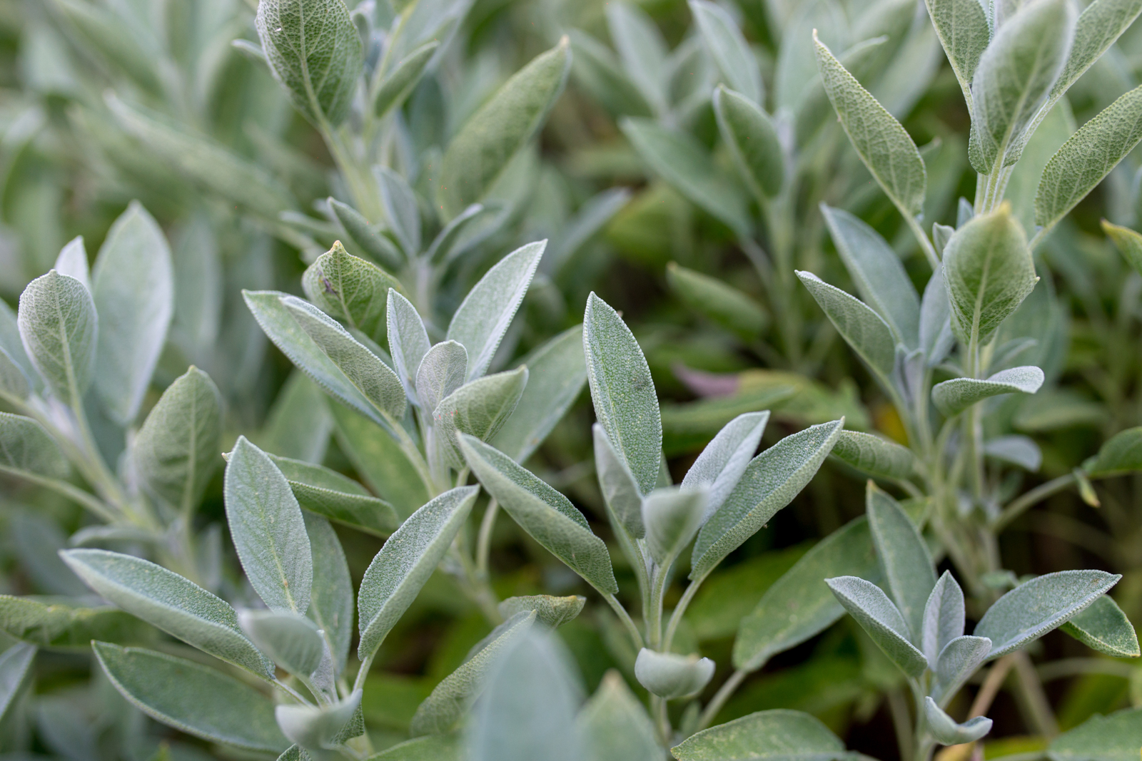 sage-plant-1774500537919-1774500538249146527905.jpeg