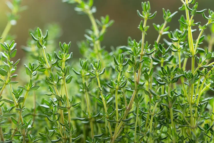 thyme-8dccb81bd21f4805a01acb308602d9ce-1774500536180-1774500536348849258181.jpg