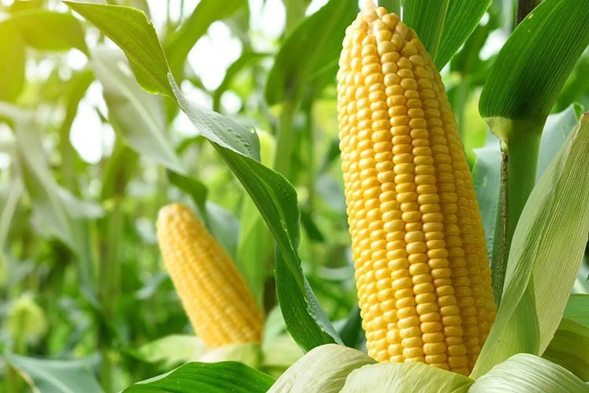 Ngô ngọt hay ngô nếp: Lượng calo chênh lệch gấp 10 lần, chọn loại nào để giảm cân hiệu quả? - Ảnh 1.