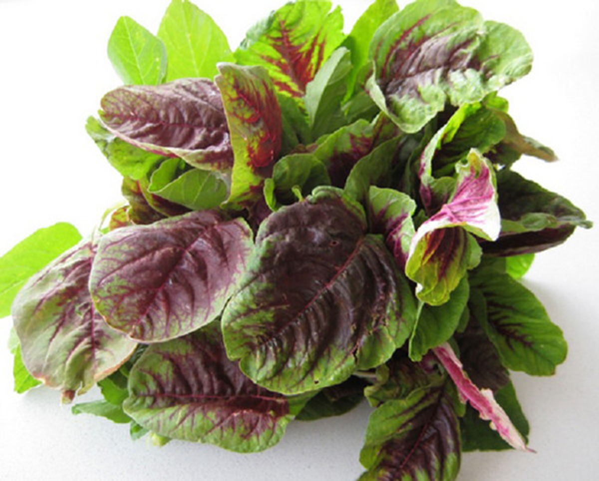 Loại rau bổ ngang thịt b&ograve;, trời T&acirc;y qu&yacute; như 