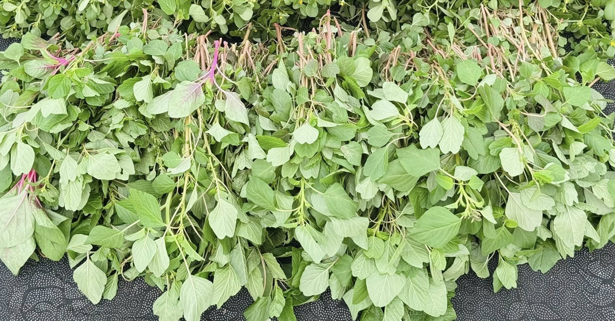 Loại rau bổ ngang thịt b&ograve;, trời T&acirc;y qu&yacute; như 