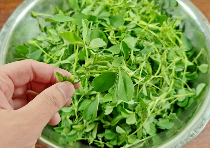 Món ăn từ loại rau giúp thanh nhiệt và bổ gan: 2 món ngon từ cỏ linh lăng - Ảnh 1. Món ăn từ loại rau giúp thanh nhiệt và bổ gan: 2 món ngon từ cỏ linh lăng - Ảnh 1.