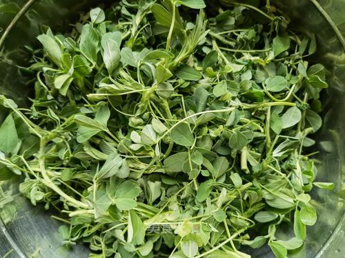 Món ăn từ loại rau giúp thanh nhiệt và bổ gan: 2 món ngon từ cỏ linh lăng - Ảnh 2. Món ăn từ loại rau giúp thanh nhiệt và bổ gan: 2 món ngon từ cỏ linh lăng - Ảnh 2.