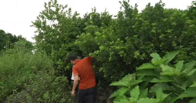 Tìm mộ tổ tiên như lạc vào mê cung: Những câu chuyện Bi hài từ nghĩa trang quê năm 2026 - Ảnh 4. Tìm mộ tổ tiên như lạc vào mê cung: Những câu chuyện Bi hài từ nghĩa trang quê năm 2026 - Ảnh 4.