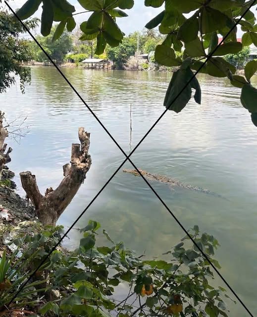 Th&ocirc;ng tin c&aacute; sấu xuất hiện tr&ecirc;n s&ocirc;ng Chắc Băng: Sự thật từ việc tạo ảnh bằng AI - Ảnh 1.