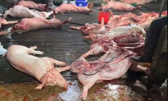 Vụ l&ograve; mổ thịt lợn bệnh ở H&agrave; Nội: H&igrave;nh phạt cho Chủ l&ograve; v&agrave; c&aacute;n bộ li&ecirc;n quan - Ảnh 2.