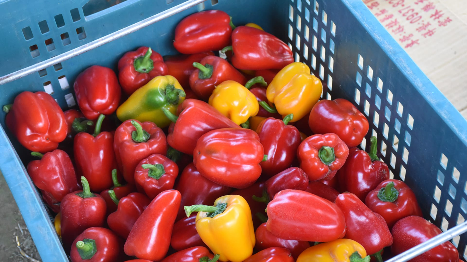 Tiểu thương chợ n&oacute;i thật: 5 loại rau &ldquo;đẹp long lanh&rdquo; n&agrave;y t&ocirc;i c&ograve;n kh&ocirc;ng d&aacute;m ăn, nhiều người lại mua mỗi ng&agrave;y- Ảnh 1.