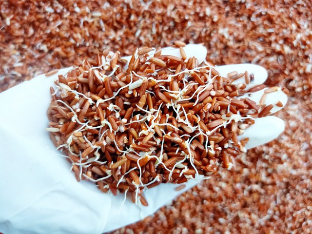 Hạt nảy mầm c&oacute; thực sự v&ocirc; hại? Ăn v&agrave;o c&oacute; thể l&agrave;m tan cục m&aacute;u đ&ocirc;ng như lời đồn lan truyền tr&ecirc;n mạng? Sự thật khiến nhiều người bất ngờ - Ảnh 3.