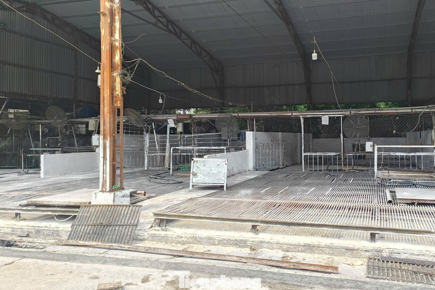 Vụ ti&ecirc;u thụ lợn bệnh ở H&agrave; Nội: Điều tra đường d&acirc;y giết mổ kh&ocirc;ng an to&agrave;n thực phẩm - Ảnh 2.