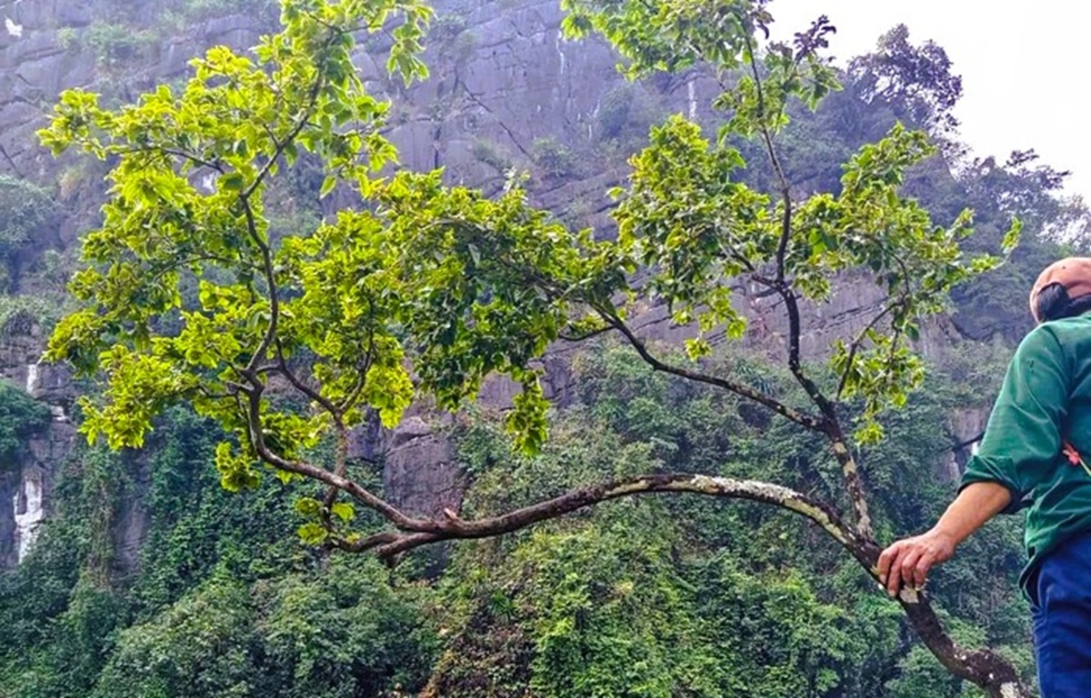 Mật phục bắt &ocirc; t&ocirc; chở 6 c&acirc;y muội hồng từ tr&ecirc;n n&uacute;i xuống - Ảnh 2.