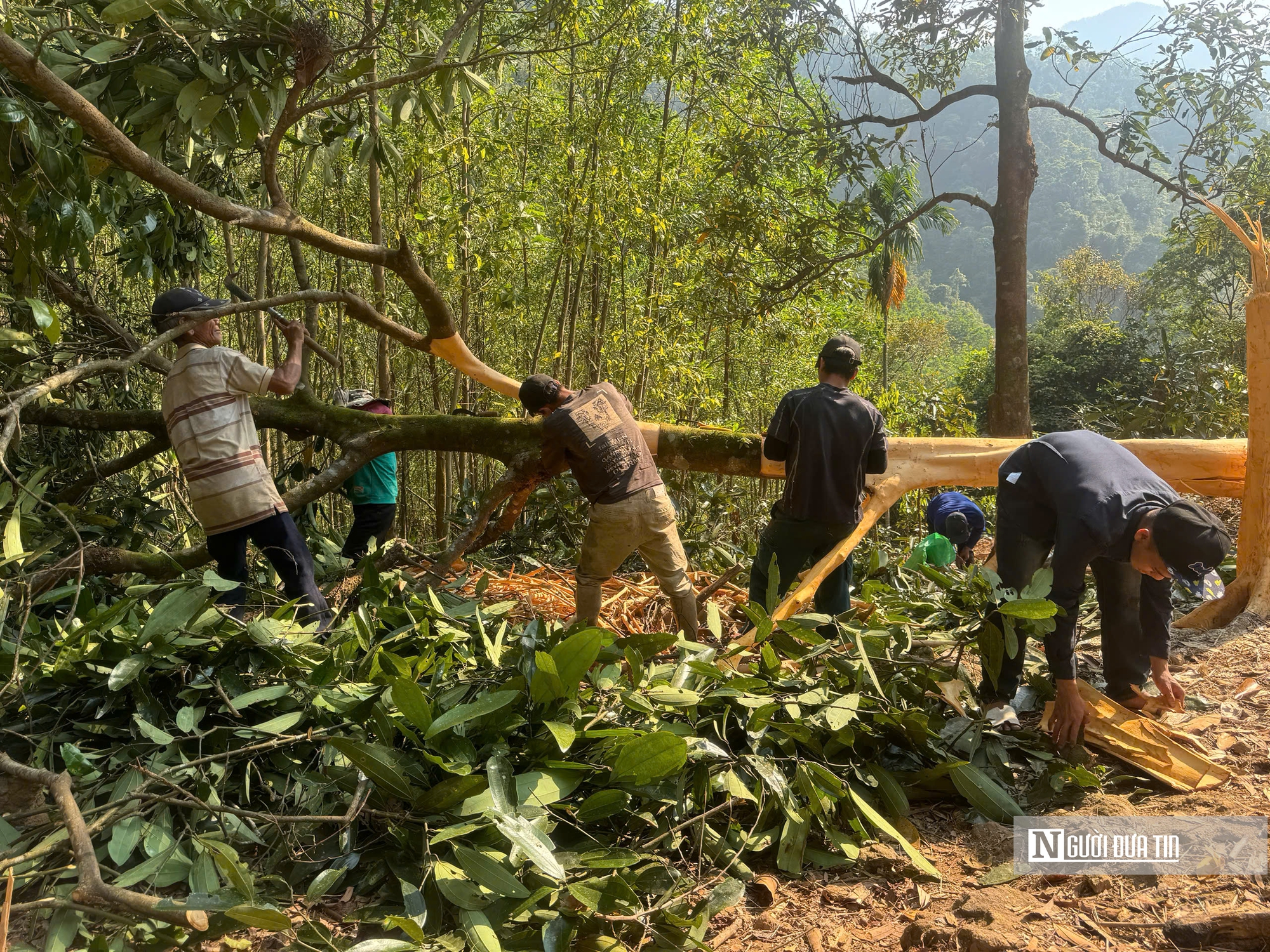 Đ&oacute;n lộc rừng: Quế Tr&agrave; Bồng Quảng Ng&atilde;i mang lại gi&aacute; trị kinh tế bền vững năm 2026 - Ảnh 1.
