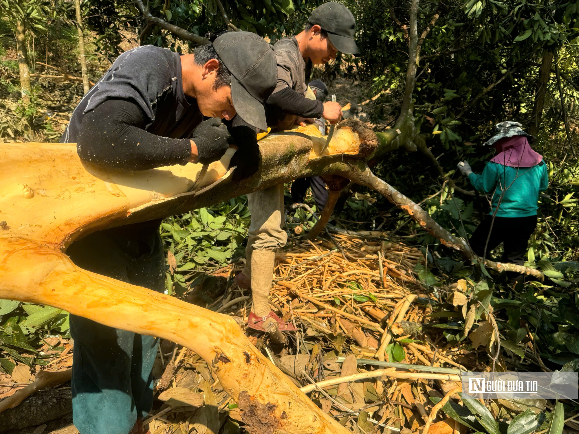 Đ&oacute;n lộc rừng: Quế Tr&agrave; Bồng Quảng Ng&atilde;i mang lại gi&aacute; trị kinh tế bền vững năm 2026 - Ảnh 2.