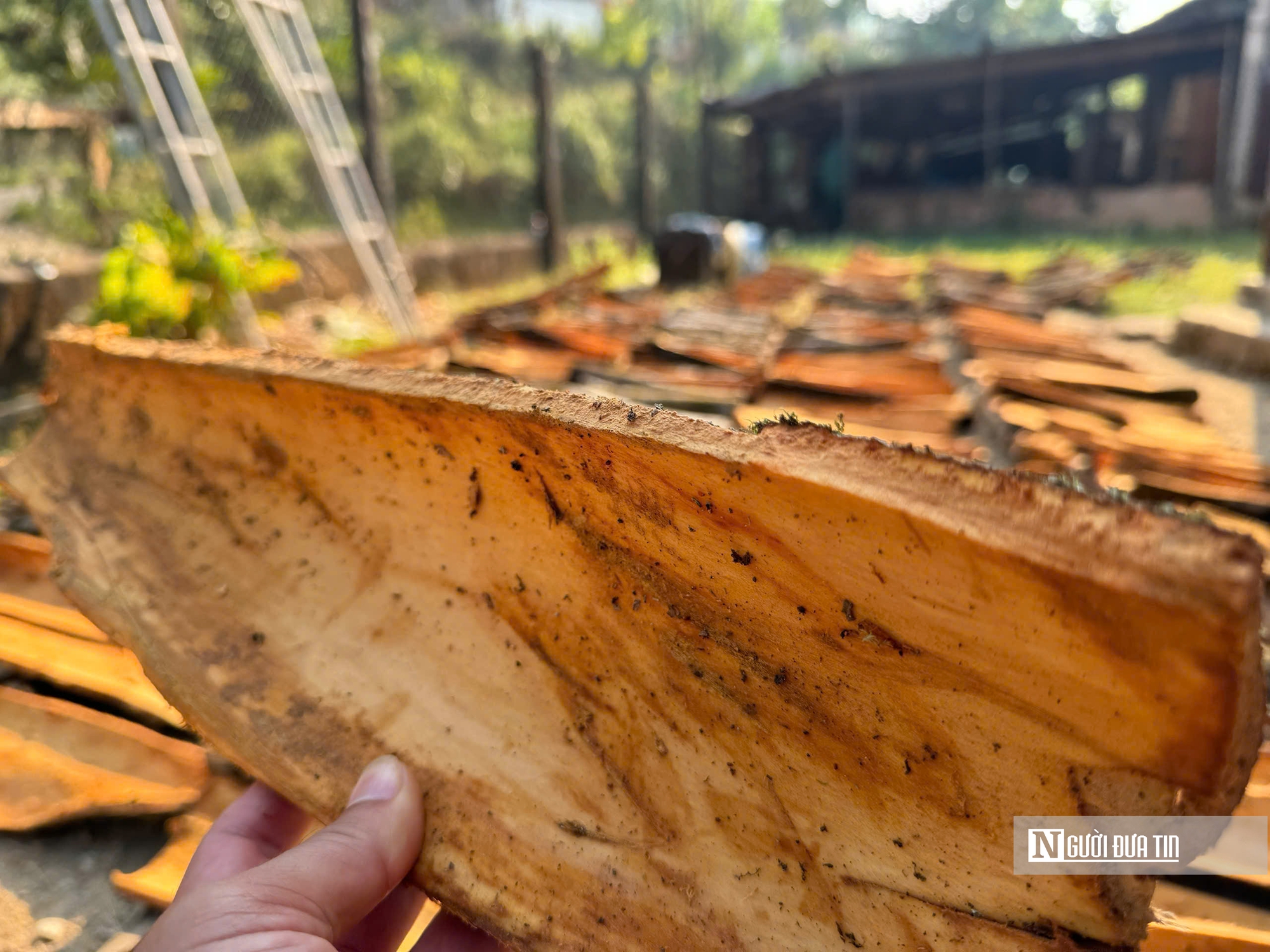 Đ&oacute;n lộc rừng: Quế Tr&agrave; Bồng Quảng Ng&atilde;i mang lại gi&aacute; trị kinh tế bền vững năm 2026 - Ảnh 3.