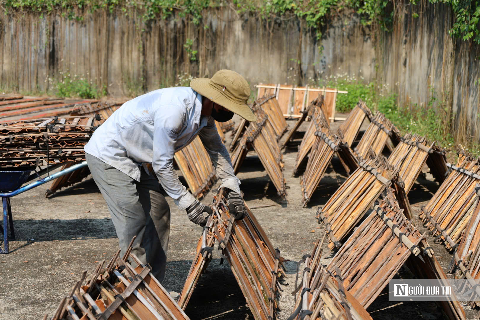 Đ&oacute;n lộc rừng: Quế Tr&agrave; Bồng Quảng Ng&atilde;i mang lại gi&aacute; trị kinh tế bền vững năm 2026 - Ảnh 4.