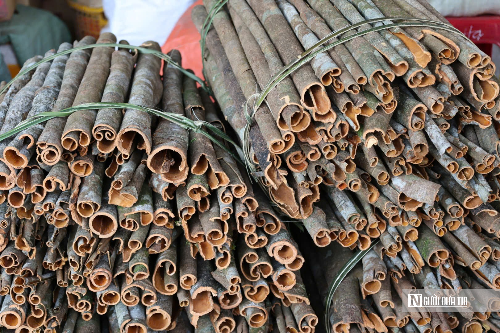 Đ&oacute;n lộc rừng: Quế Tr&agrave; Bồng Quảng Ng&atilde;i mang lại gi&aacute; trị kinh tế bền vững năm 2026 - Ảnh 5.