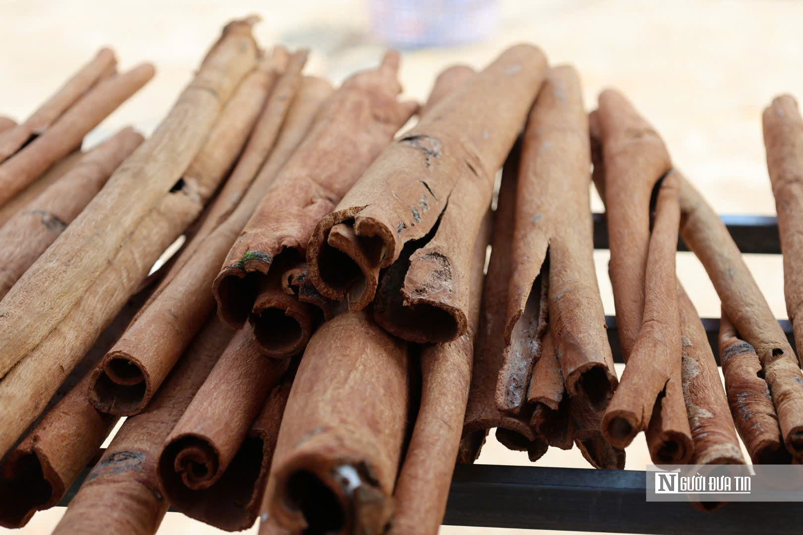 Đ&oacute;n lộc rừng: Quế Tr&agrave; Bồng Quảng Ng&atilde;i mang lại gi&aacute; trị kinh tế bền vững năm 2026 - Ảnh 6.