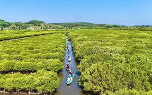 Đ&oacute;n lộc rừng: Quế Tr&agrave; Bồng Quảng Ng&atilde;i mang lại gi&aacute; trị kinh tế bền vững năm 2026 - Ảnh 8.