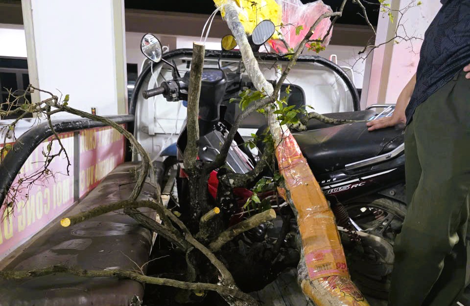 Mật phục bắt &ocirc; t&ocirc; chở 6 c&acirc;y muội hồng từ tr&ecirc;n n&uacute;i xuống - Ảnh 1.