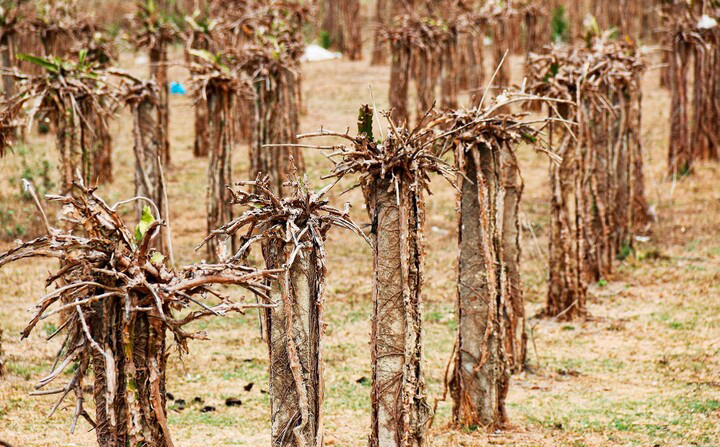 Si&ecirc;u El Nino 2026 c&oacute; t&aacute;i xuất? t&aacute;c động đến thời tiết Việt Nam ra sao? - Ảnh 2.