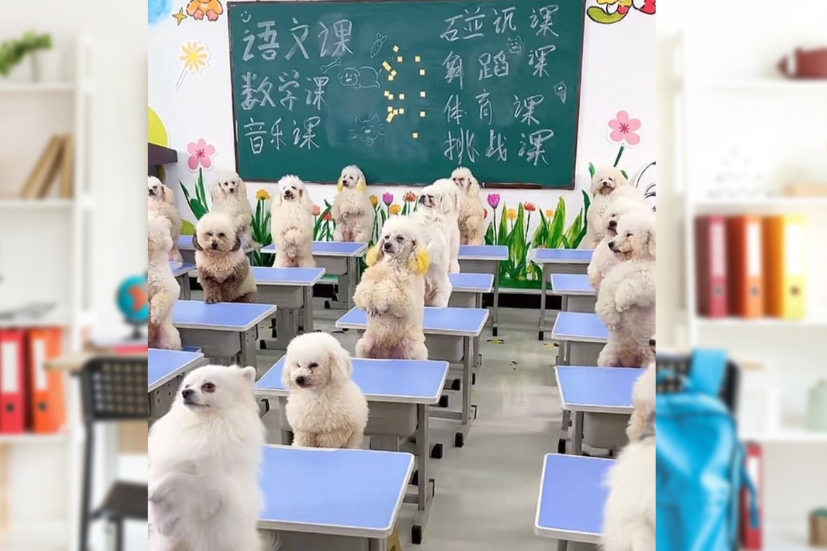 C&ocirc; g&aacute;i Thượng Hải chi 46 triệu đồng mỗi th&aacute;ng cho trường mẫu gi&aacute;o ch&oacute; sang trọng - Ảnh 1.