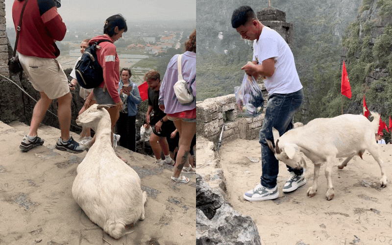 Trải nghiệm độc đ&aacute;o tại Hang M&uacute;a: Gặp gỡ đại sứ du lịch đ&aacute;ng y&ecirc;u 2026 - Ảnh 1.