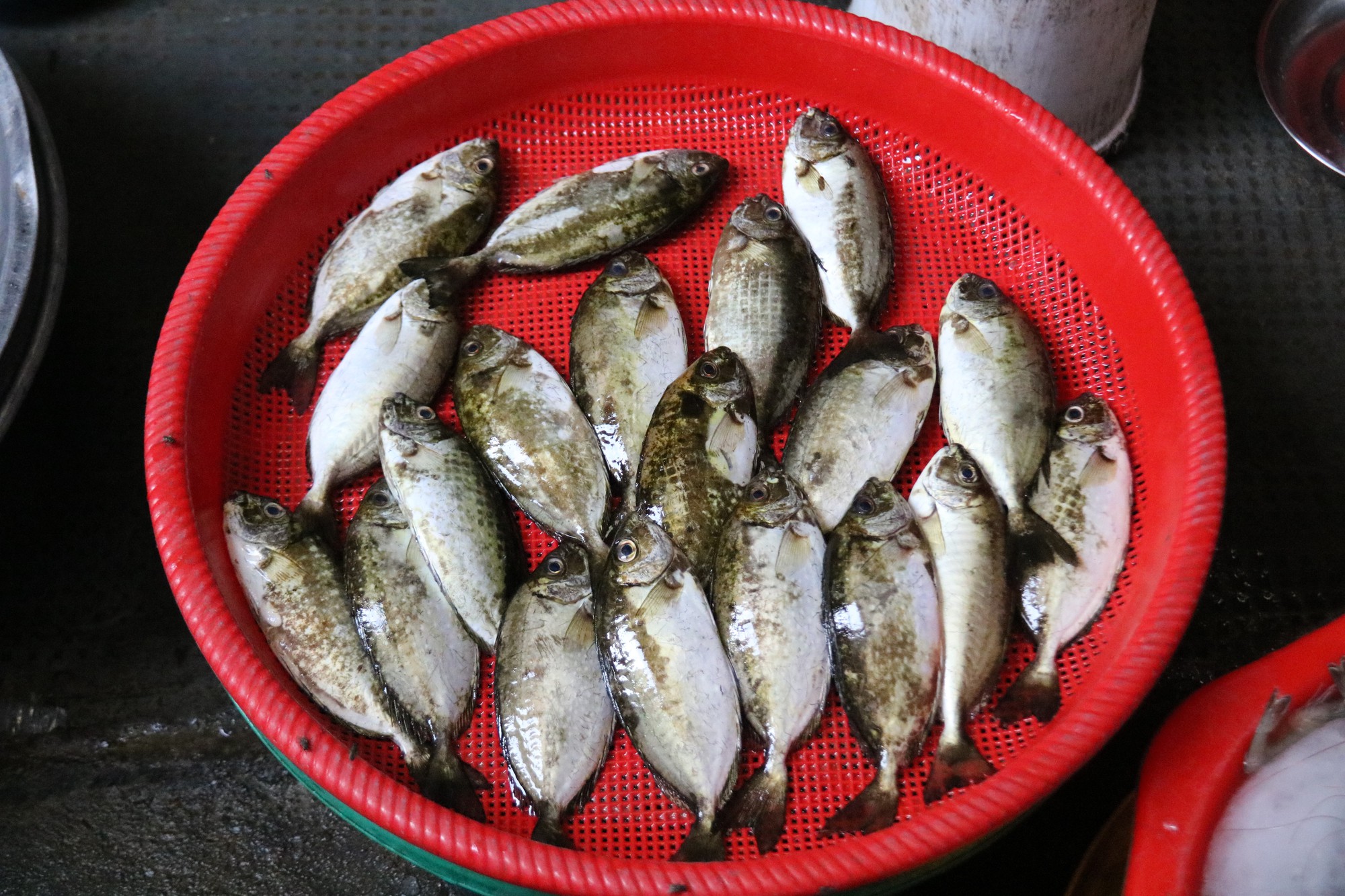 Về làng Chuồn ăn bánh khoái cá kình- Ảnh 1. Về làng Chuồn ăn bánh khoái cá kình- Ảnh 1.