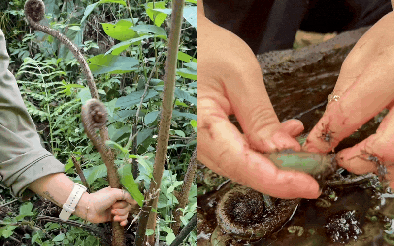 Thức quà mộc mạc chốn thâm sơn bỗng 