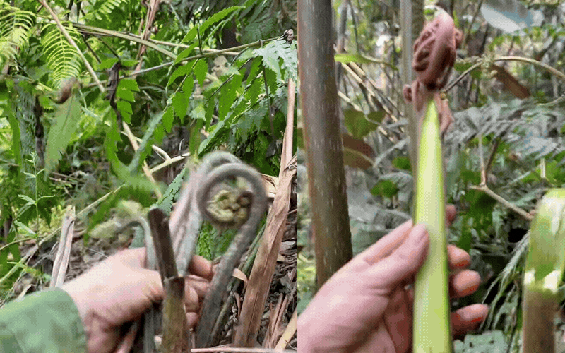 Thức quà mộc mạc chốn thâm sơn bỗng 