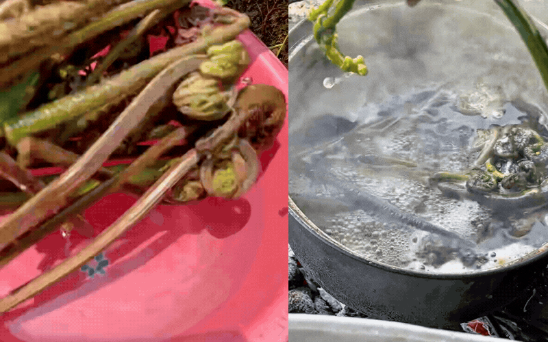 Thức quà mộc mạc chốn thâm sơn bỗng 