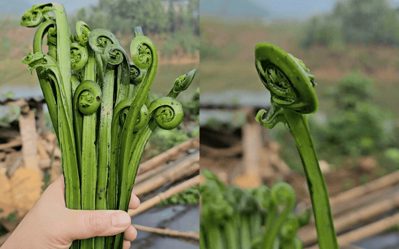 Thức quà mộc mạc chốn thâm sơn bỗng 