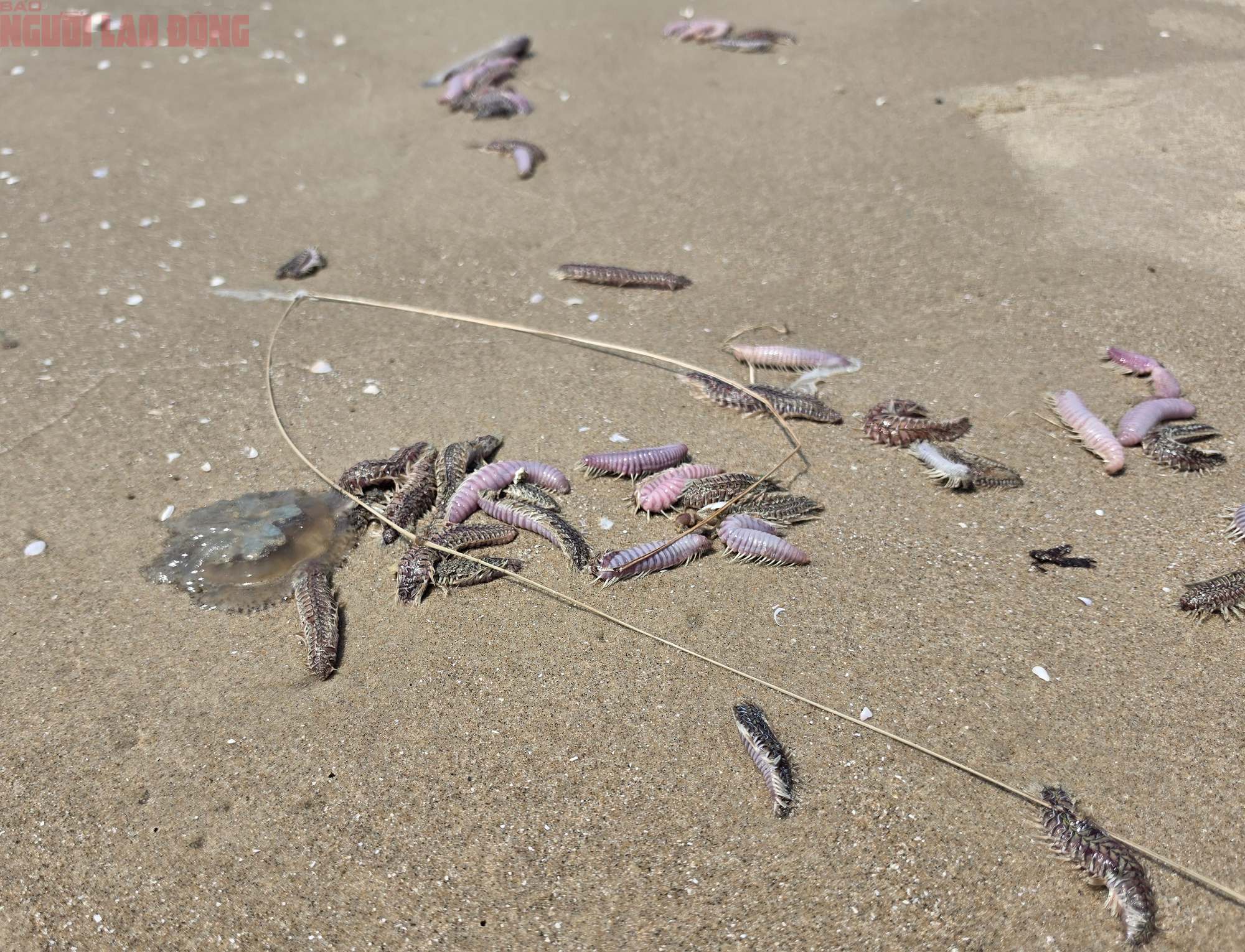 Đi biển Vũng Tàu 2026: Lưu ý an toàn khi gặp sứa và sâu biển - Ảnh 1.